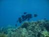 Looe Key Reef - Marine-scape