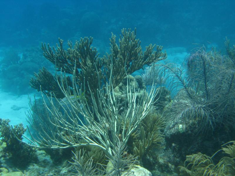 Looe Key Reef - Marine-scape