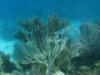 Looe Key Reef - Marine-scape