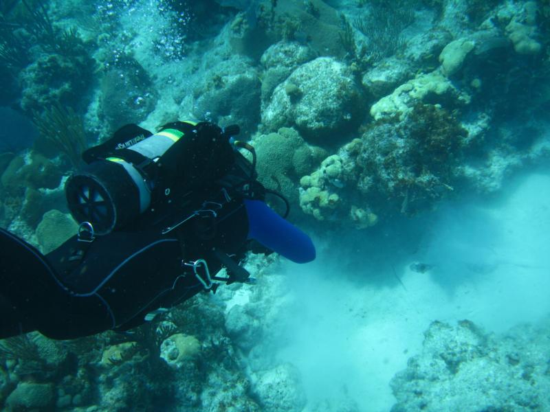 Looe Key Reef - Saying ’Hello’