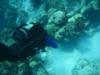 Looe Key Reef - Saying ’Hello’