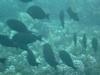 Widowmakers  Cave - Monetgo Bay - Jamaica - fish