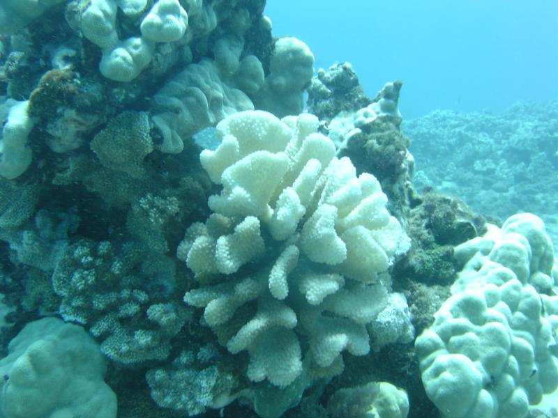 Caverns - Montego Bay - coral