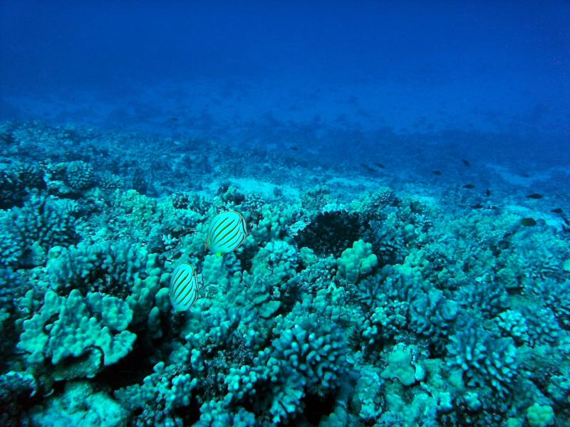 Molokini Crater - Ultimate Viz!