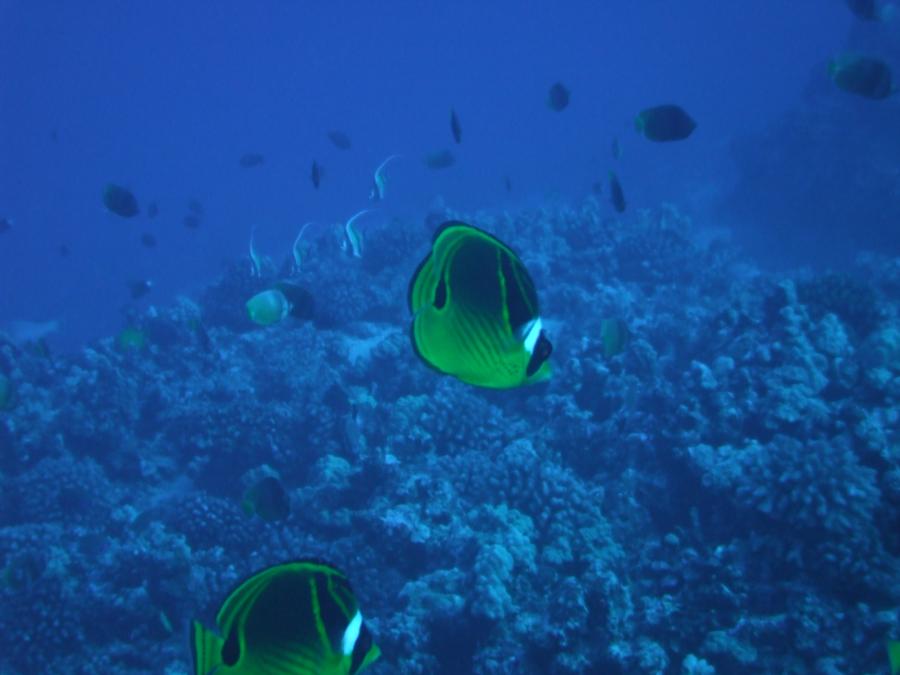 Molokini Crater - Molokini