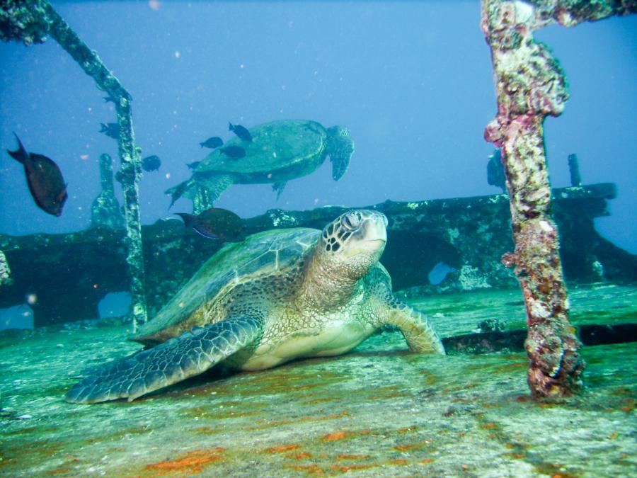 St. Anthony Wreck - Turtle on top of St. Anthony 12/20/2012