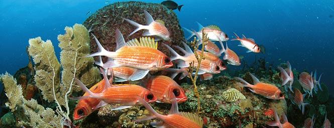 The Point at Land’s End, El Arco - fish