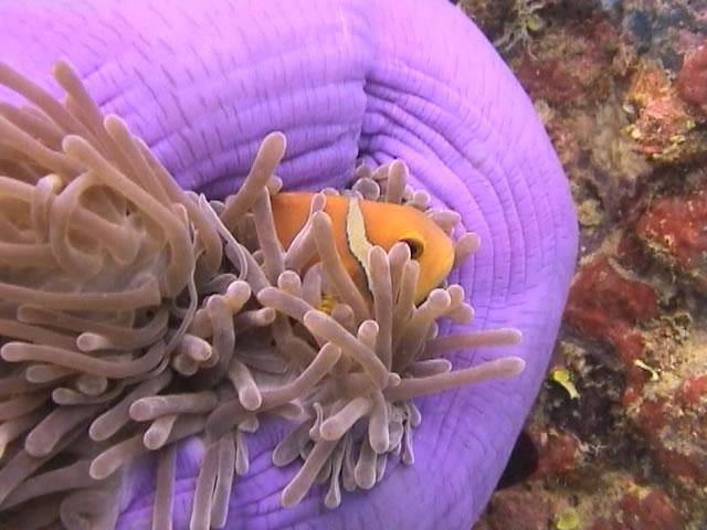 La Larga - Nemo