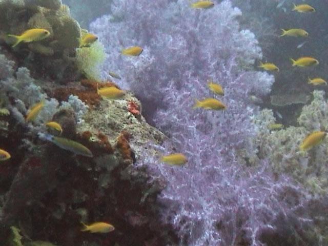 Chileno Bay - fish