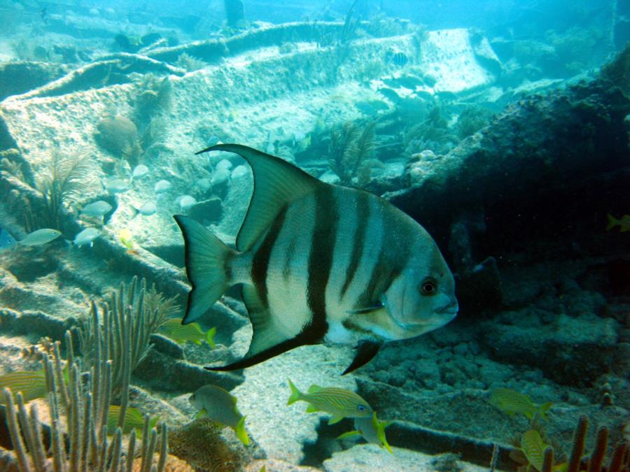 Benwood Wreck - Atlantic Spadefish