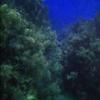 Elbow Reef - Key Largo FL