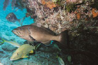 Elbow Reef - Fish hiding under the coral