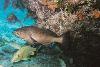 Elbow Reef - Fish hiding under the coral