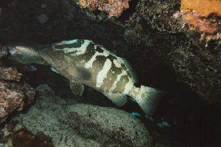 Elbow Reef - Grouper