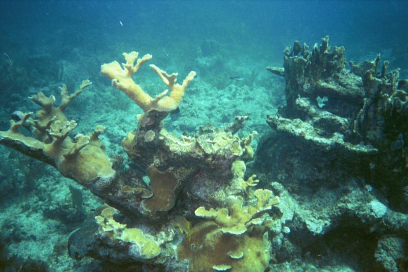 French Reef - Elkhorn Coral