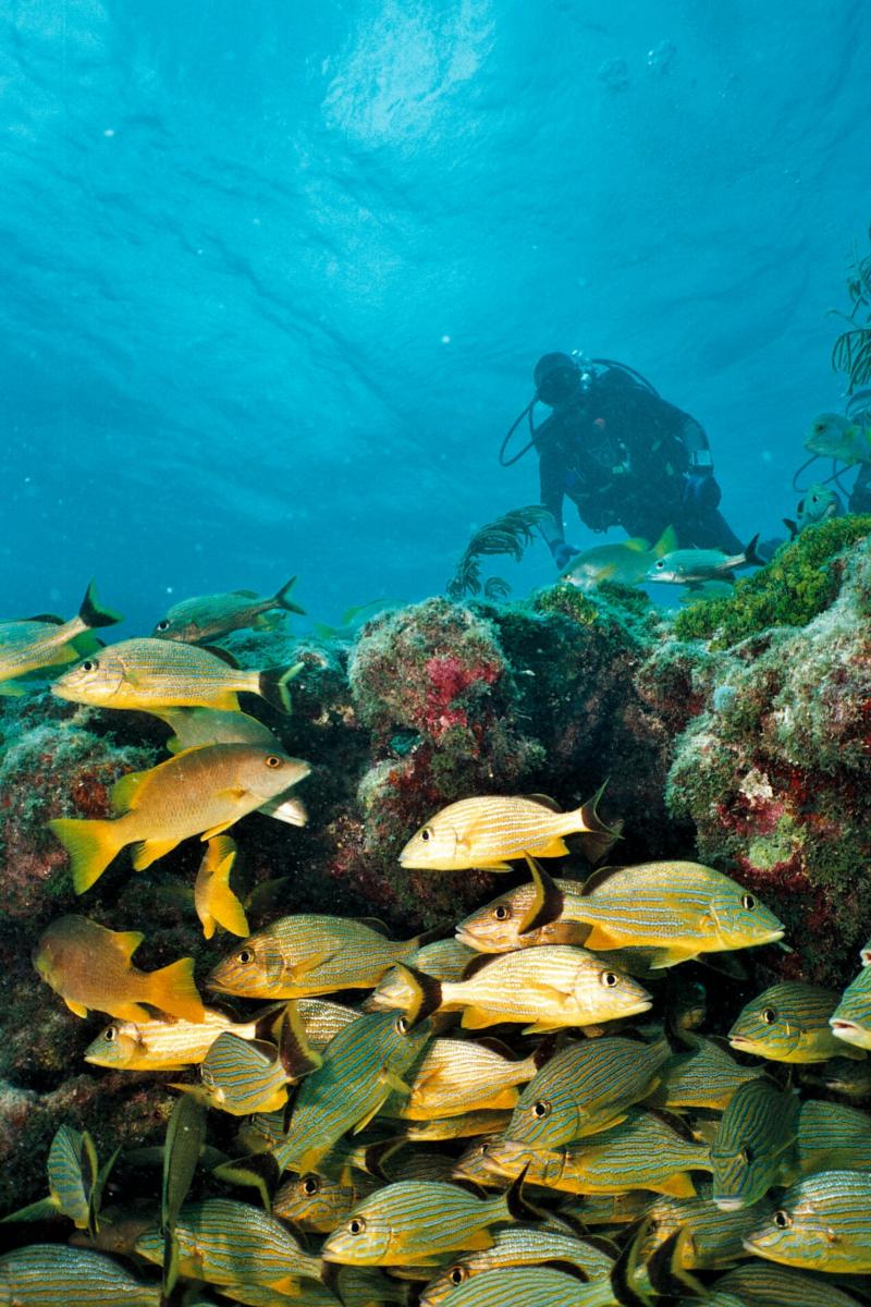 Pickles Reef - Snappers on the reef