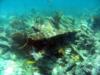 Pickles Reef - Key Largo FL