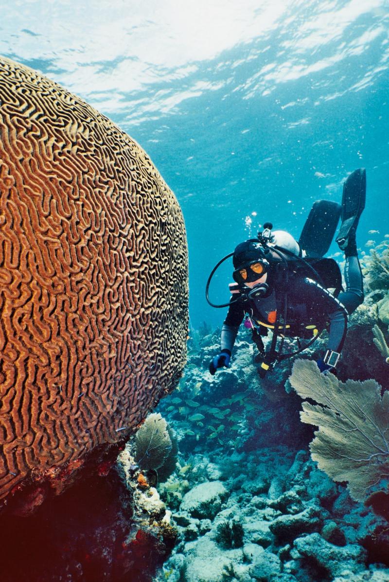 Snapper Ledge - Brain Coral