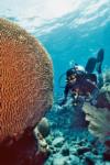 Snapper Ledge - Brain Coral