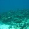 Snapper Ledge - Key Largo FL