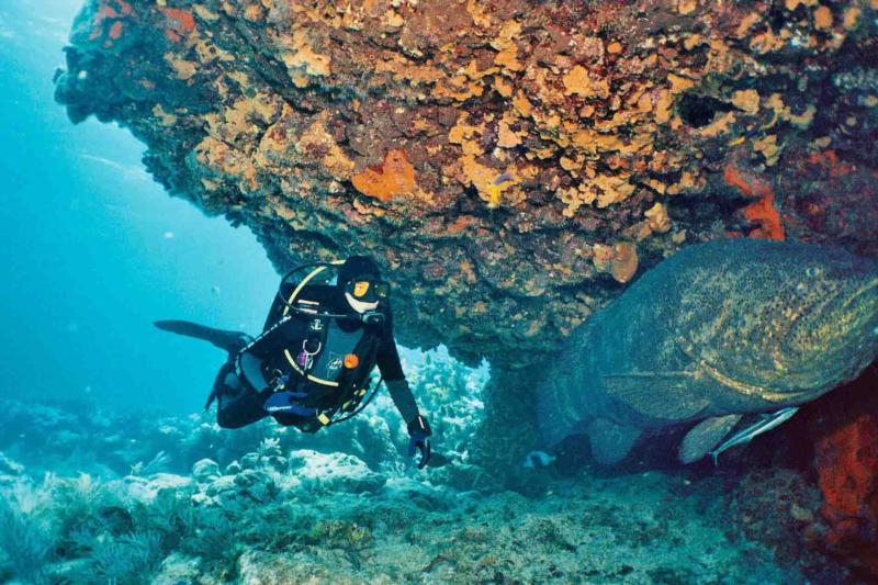 Fire Coral Cave in Molasses Reef - Diver and Goliath Grouper