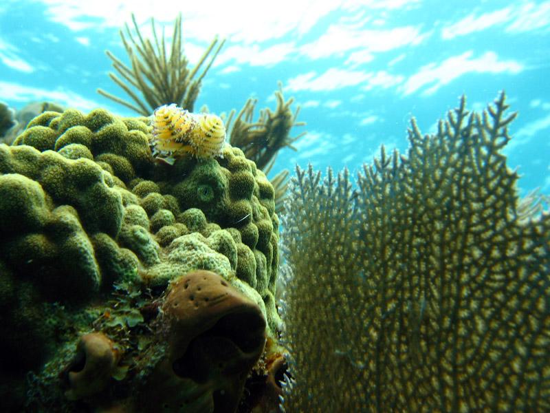 Fire Coral Cave in Molasses Reef - worms