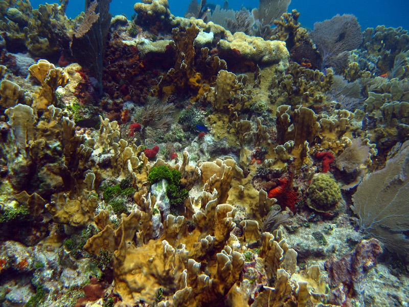 Fire Coral Cave in Molasses Reef - worms