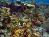 Fire Coral Cave in Molasses Reef - worms