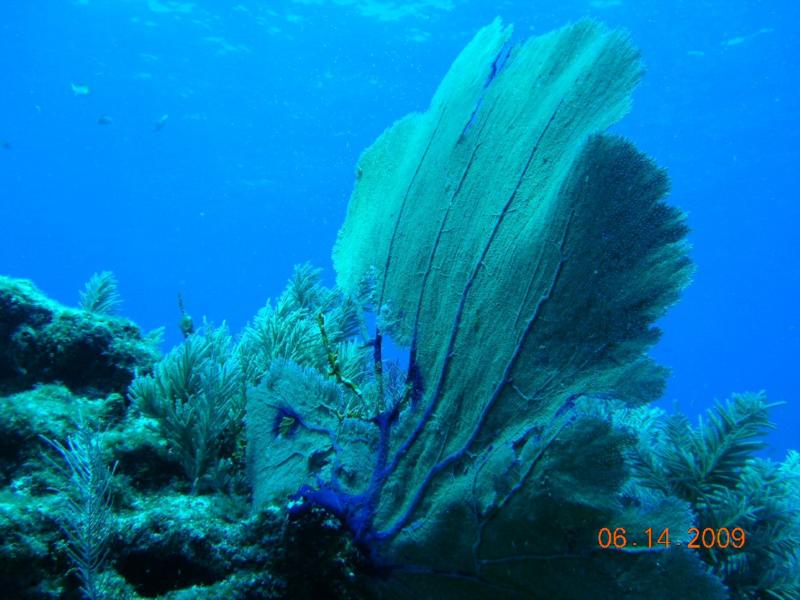 Spanish Anchor - Sea Fan, Spanish Anchor