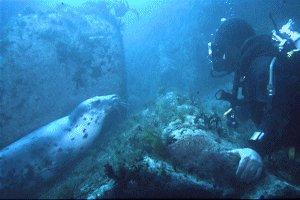 Lundy Island - Lundy Seal