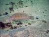 Pensacola Beach Pier Rubble - Fish