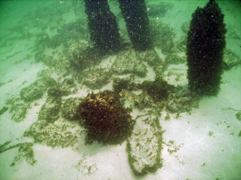 Pensacola Beach Pier Rubble - Fish