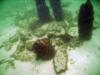 Pensacola Beach Pier Rubble - Fish