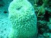 Toppino Reef - Fl Keys - badintexas