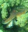 Navarre Beach Fishing Pier - octopus at fishing pier