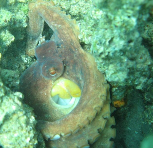 Navarre Beach Fishing Pier - octopus at fishing pier