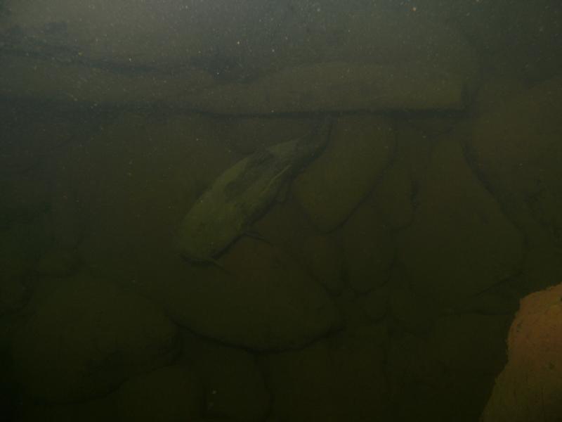 DELAWARE WATER GAP - Huge Cat Fish between the very large underwater boulders