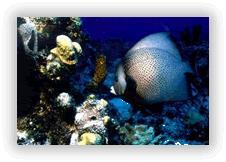 Taboga Island - angel fish