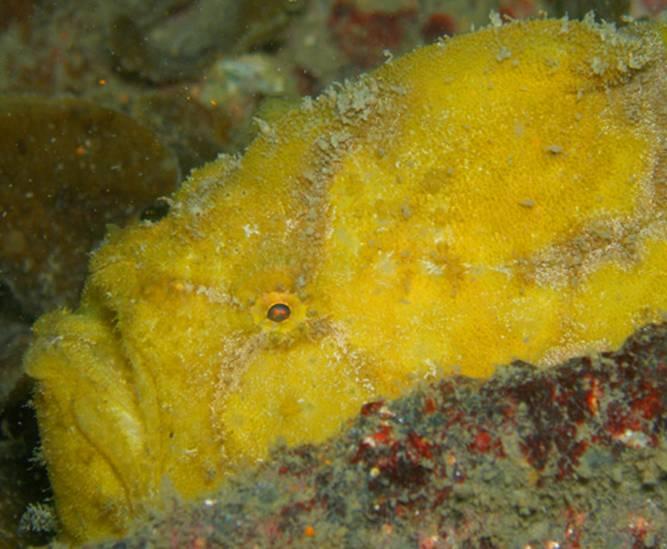 Suloide - This picture of the Frogfish was taken by Ellen
