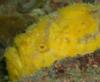 This picture of the Frogfish was taken by Ellen