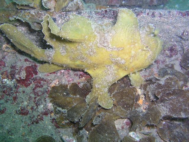 Suloide - Another Frogfish