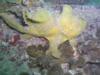 Another Frogfish - LatitudeAdjustment