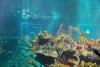 5.7 million gallon saltwater tank at Disney DiveQuest