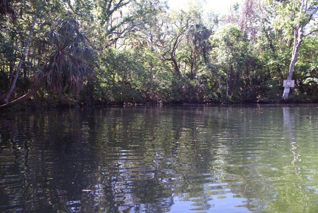 Hospital Hole, Weeki Wachee River - Water surface at Hospital Hole