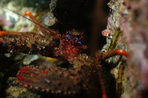 Clais Lagoon - Squat Lobster