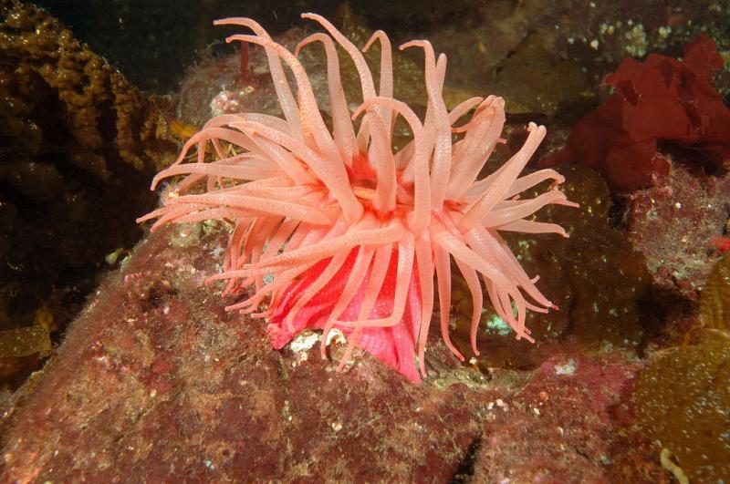 Clais Lagoon - Snakelock Anemone