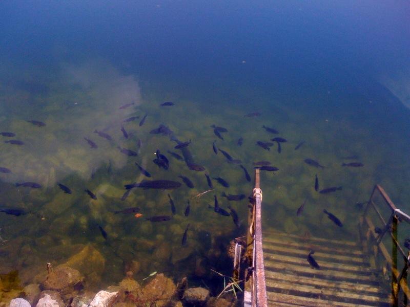 Circleville Twin Quarries - The Bluegill Welcoming Committee