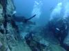 Sting ray having a swim above us - down_under_diver