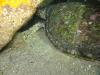 Fish Rock Cave - Sea turtle