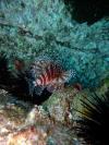 Fish Rock Cave - Lion Fish